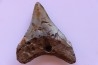 dent de requin: CARCHARODON MEGALODON