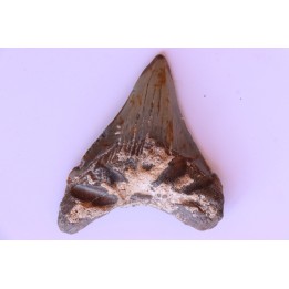 dent de requin: CARCHARODON MEGALODON
