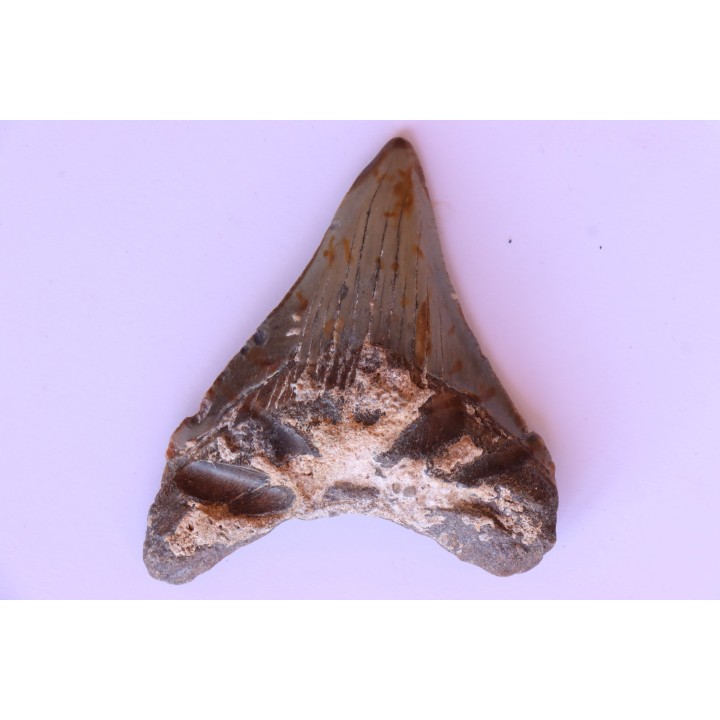 dent de requin: CARCHARODON MEGALODON