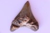 shark teeth: CARCHARODON MEGALODON