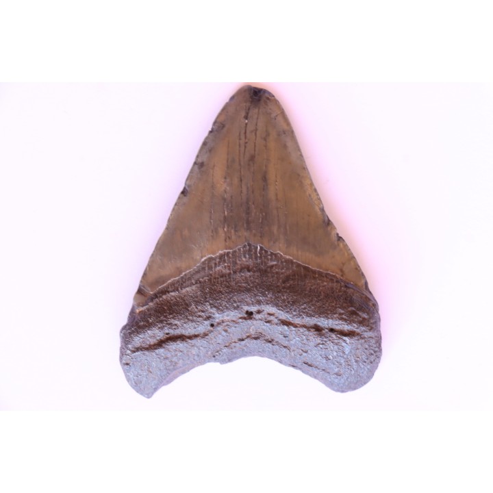 shark teeth: CARCHARODON MEGALODON