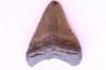 shark teeth: CARCHARODON MEGALODON