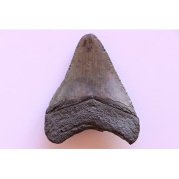dent de requin: CARCHARODON MEGALODON