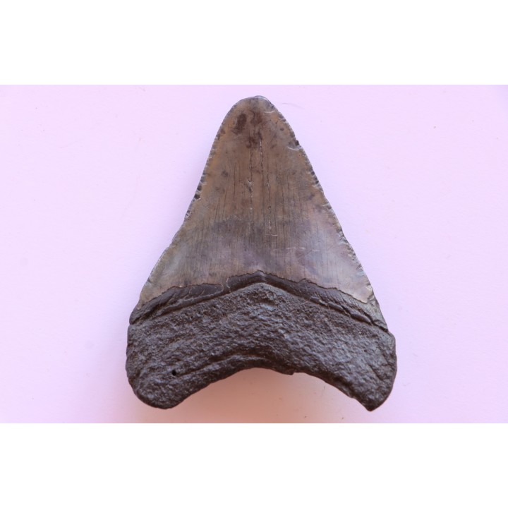 dent de requin: CARCHARODON MEGALODON