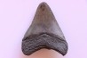 shark teeth: CARCHARODON MEGALODON