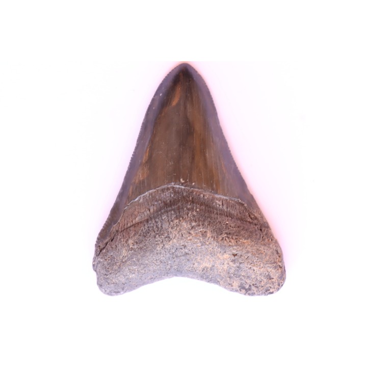 dent de requin: CARCHARODON MEGALODON