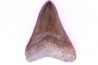 dent de requin: CARCHARODON MEGALODON