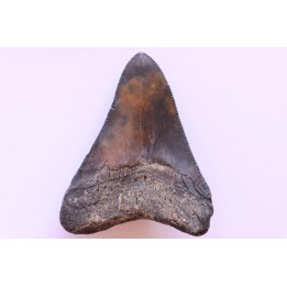 shark teeth: CARCHARODON MEGALODON
