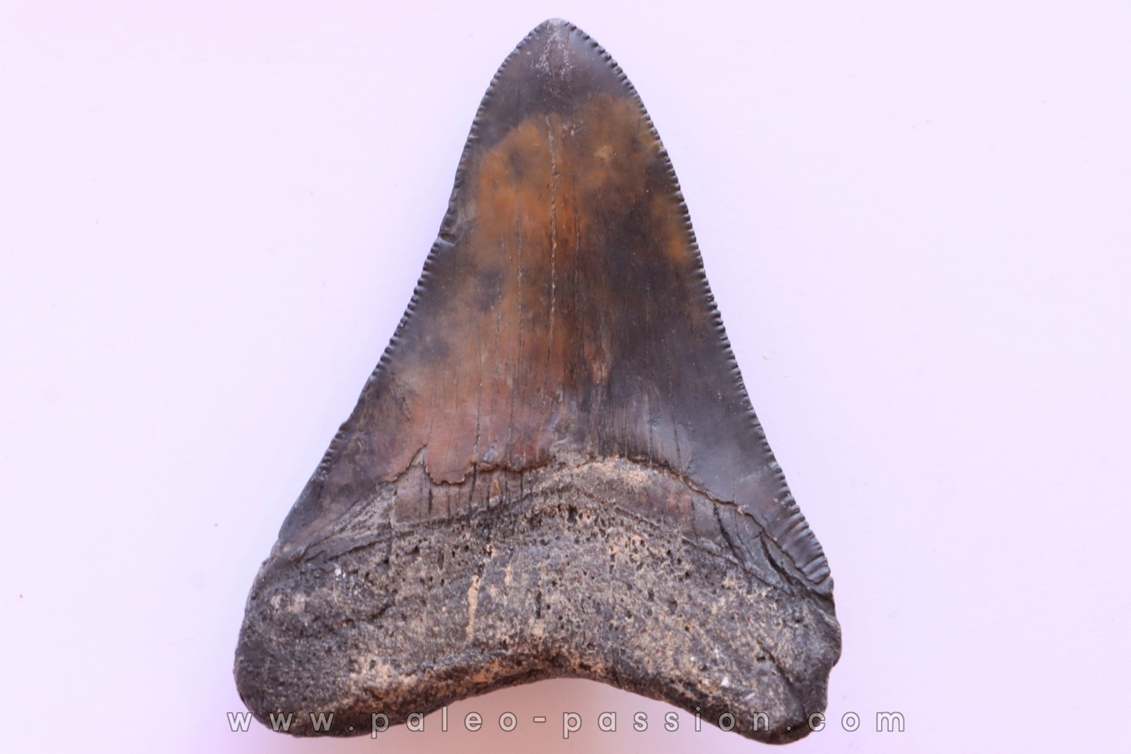 shark teeth: CARCHARODON MEGALODON