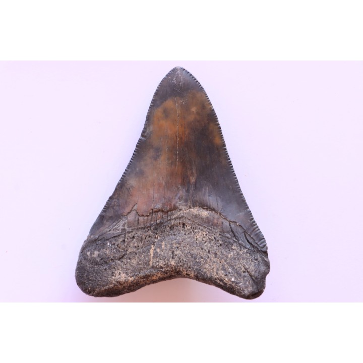 dent de requin: CARCHARODON MEGALODON