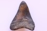 shark teeth: CARCHARODON MEGALODON