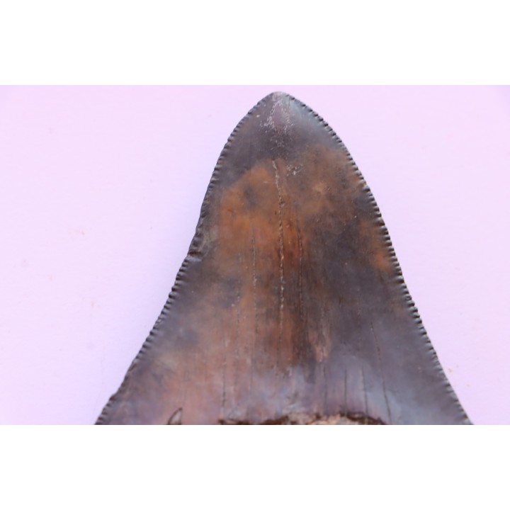 shark teeth: CARCHARODON MEGALODON