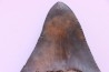 shark teeth: CARCHARODON MEGALODON