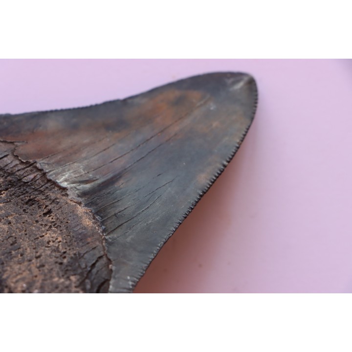 shark teeth: CARCHARODON MEGALODON