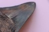 shark teeth: CARCHARODON MEGALODON