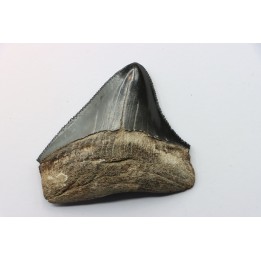 shark teeth: CARCHARODON MEGALODON