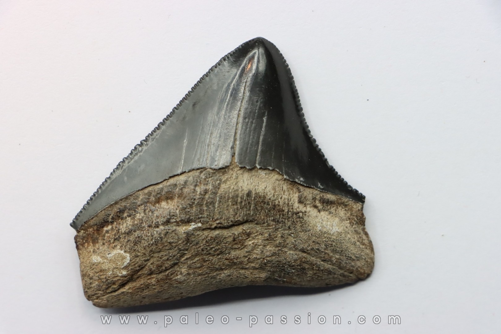 dent de requin: CARCHARODON MEGALODON