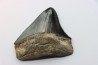 shark teeth: CARCHARODON MEGALODON