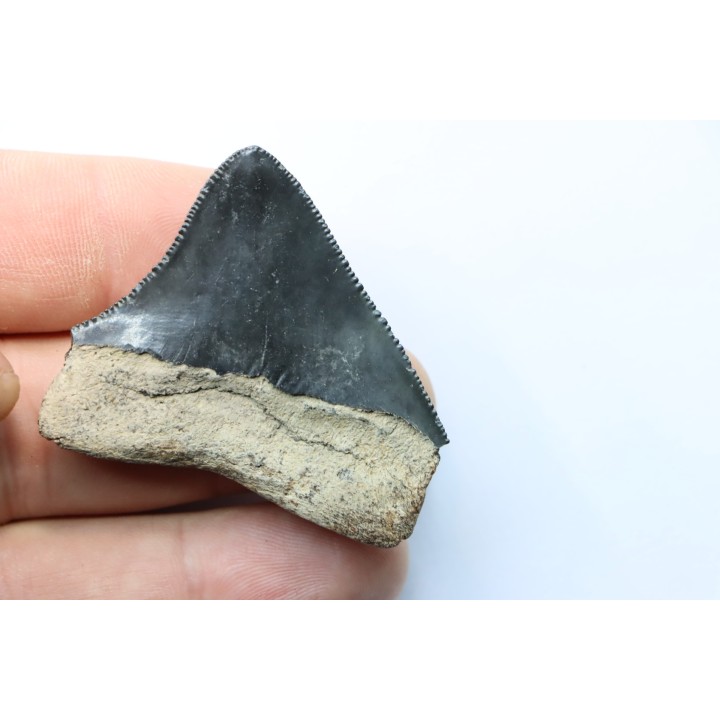 shark teeth: CARCHARODON MEGALODON