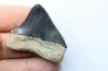 shark teeth: CARCHARODON MEGALODON