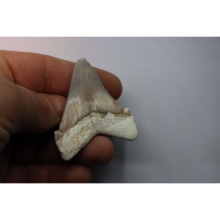 Carcharocles angustidens