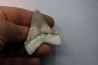 Carcharocles angustidens