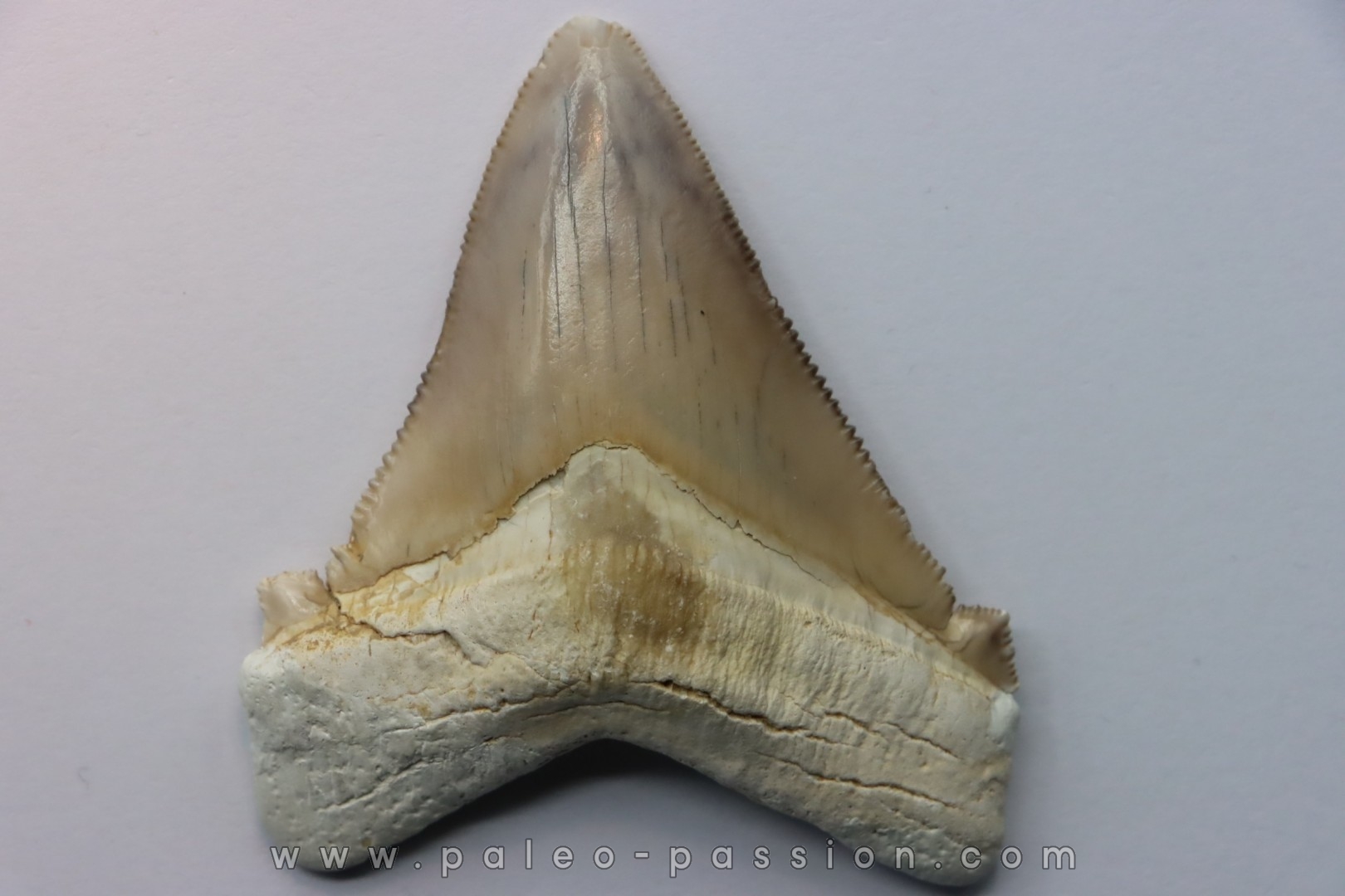 dent de requin: Carcharocles angustidens