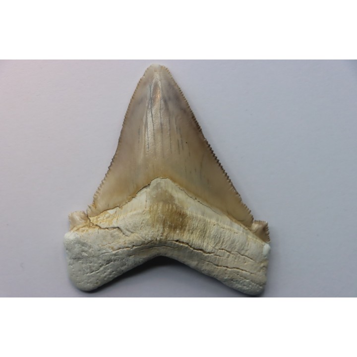 Carcharocles angustidens