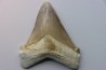 Carcharocles angustidens