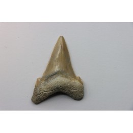 Carcharocles angustidens