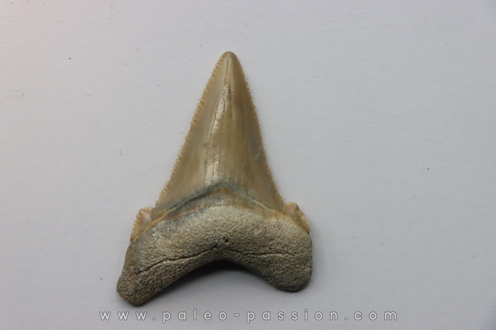 dent de requin: Carcharocles angustidens