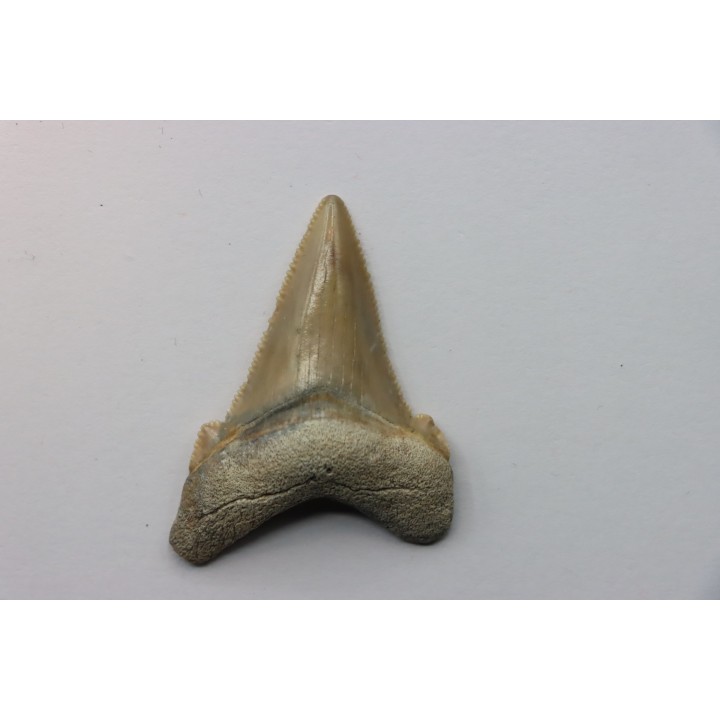 dent de requin: Carcharocles angustidens