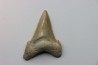 Carcharocles angustidens