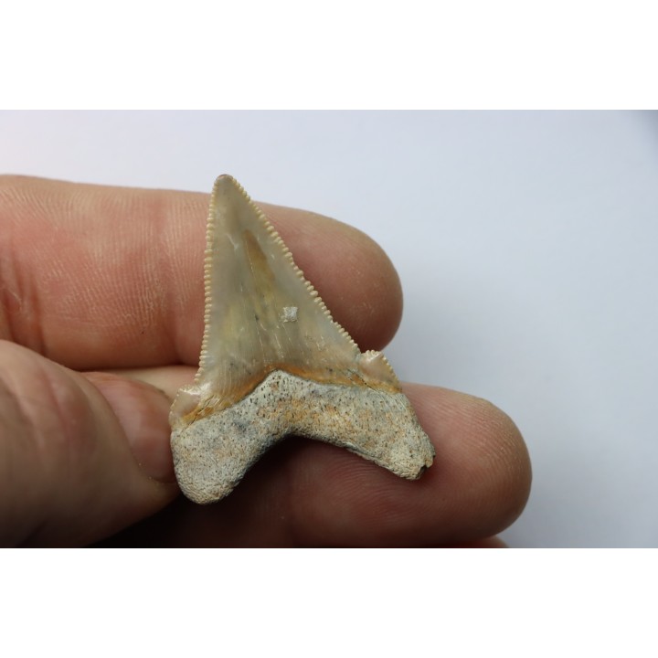 dent de requin: Carcharocles angustidens