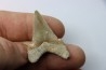 dent de requin: Carcharocles angustidens