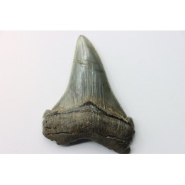 dent de requin: Carcharocles angustidens