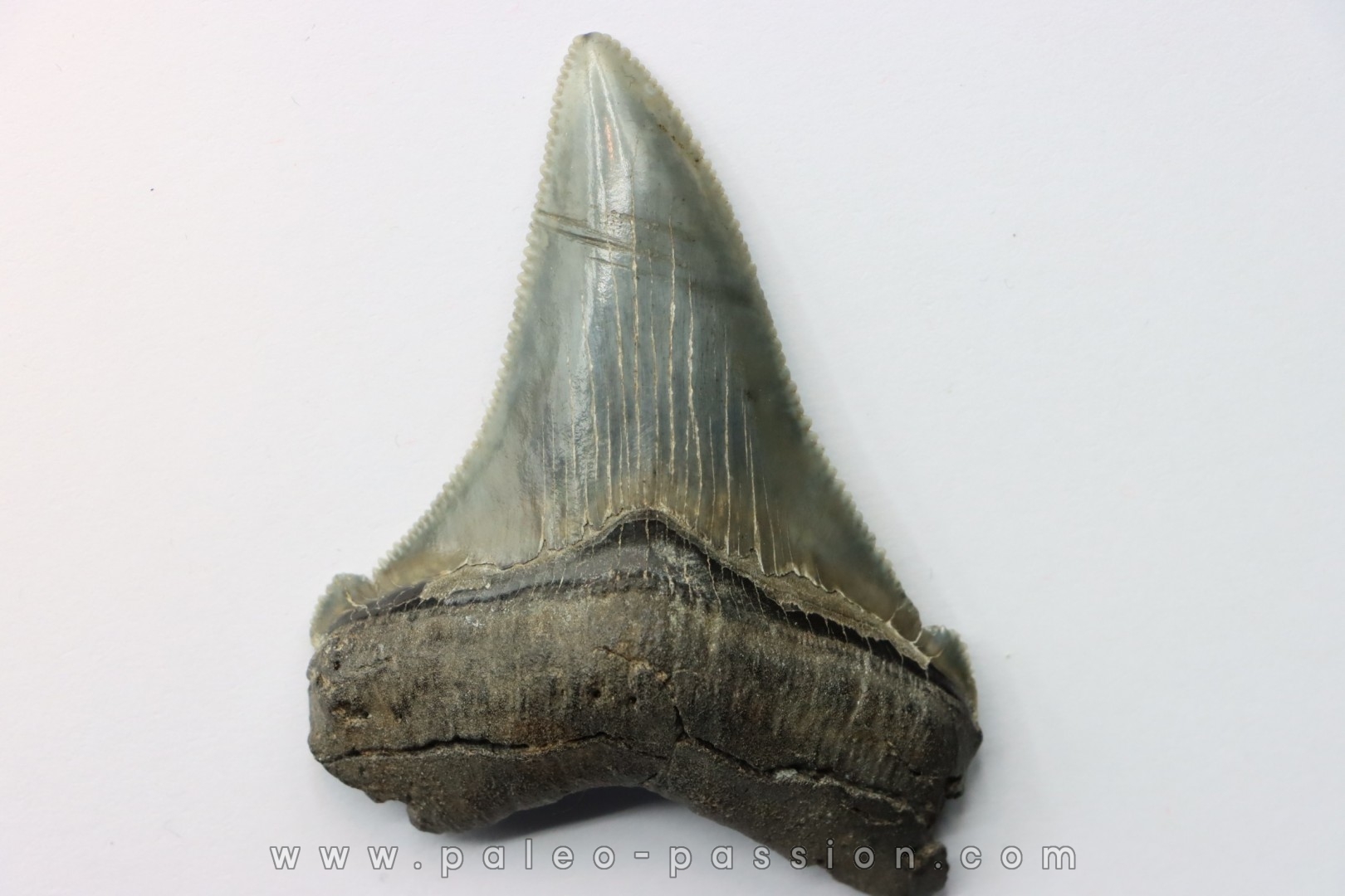 dent de requin: Carcharocles angustidens