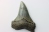 Carcharocles angustidens