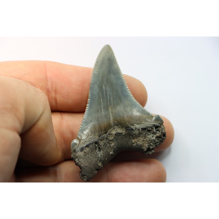 dent de requin: Carcharocles angustidens