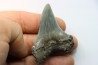Carcharocles angustidens