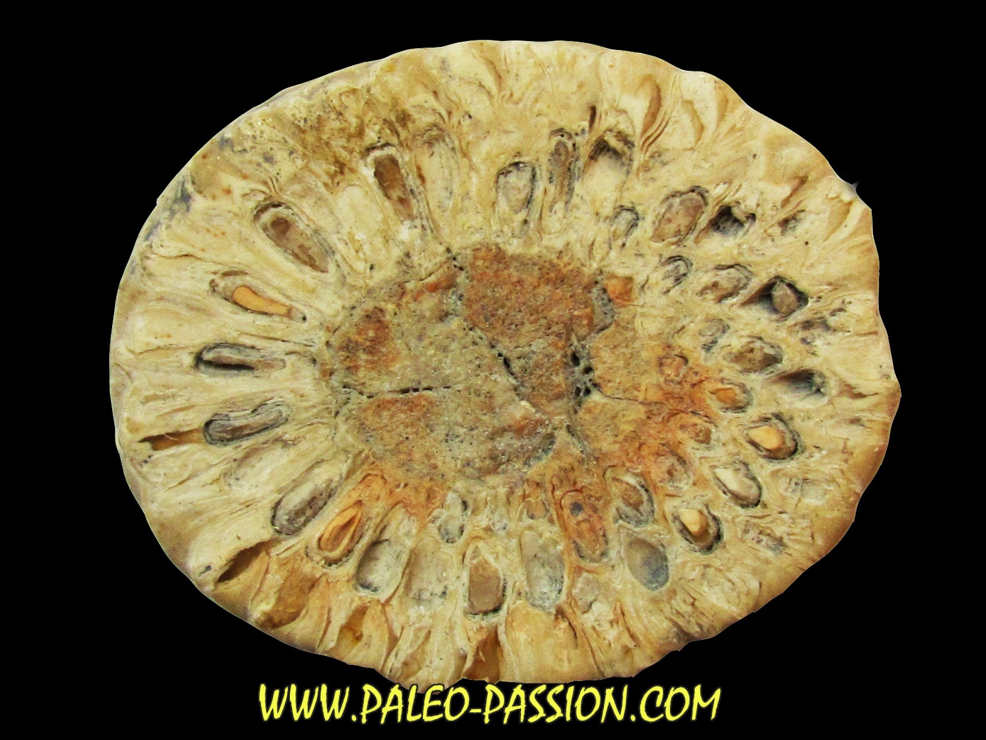 ARAUCARIA MIRABILIS (2) - Paleo-Passion