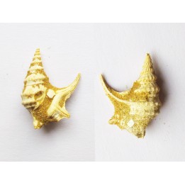 APPORHAIS MERIDIONALIS