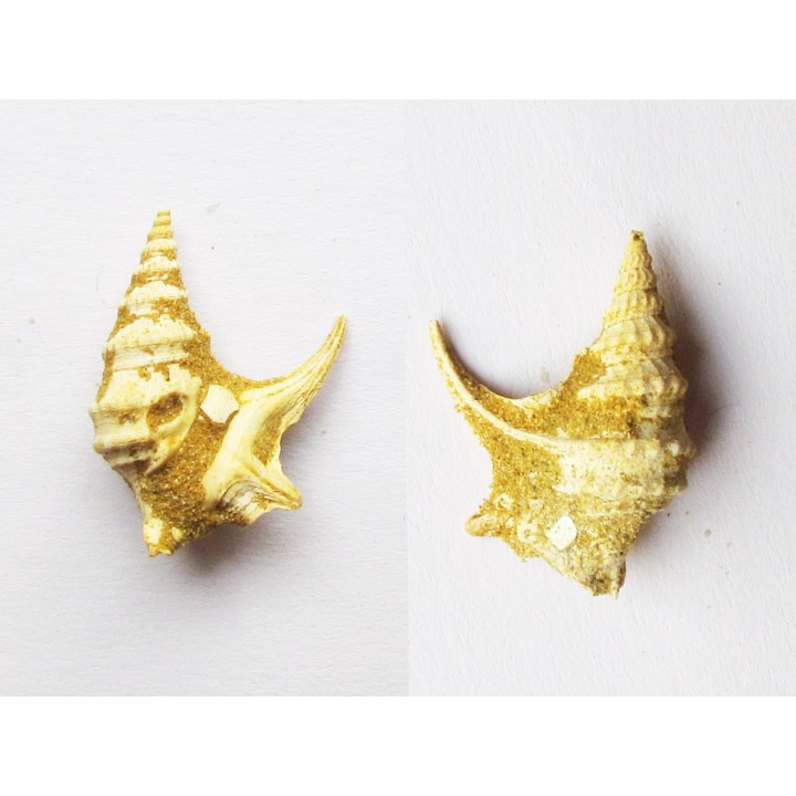 APPORHAIS MERIDIONALIS