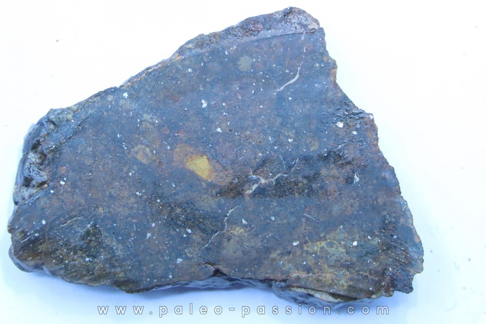 Météorite sciée: CHONDRITE Ordinaire NWA