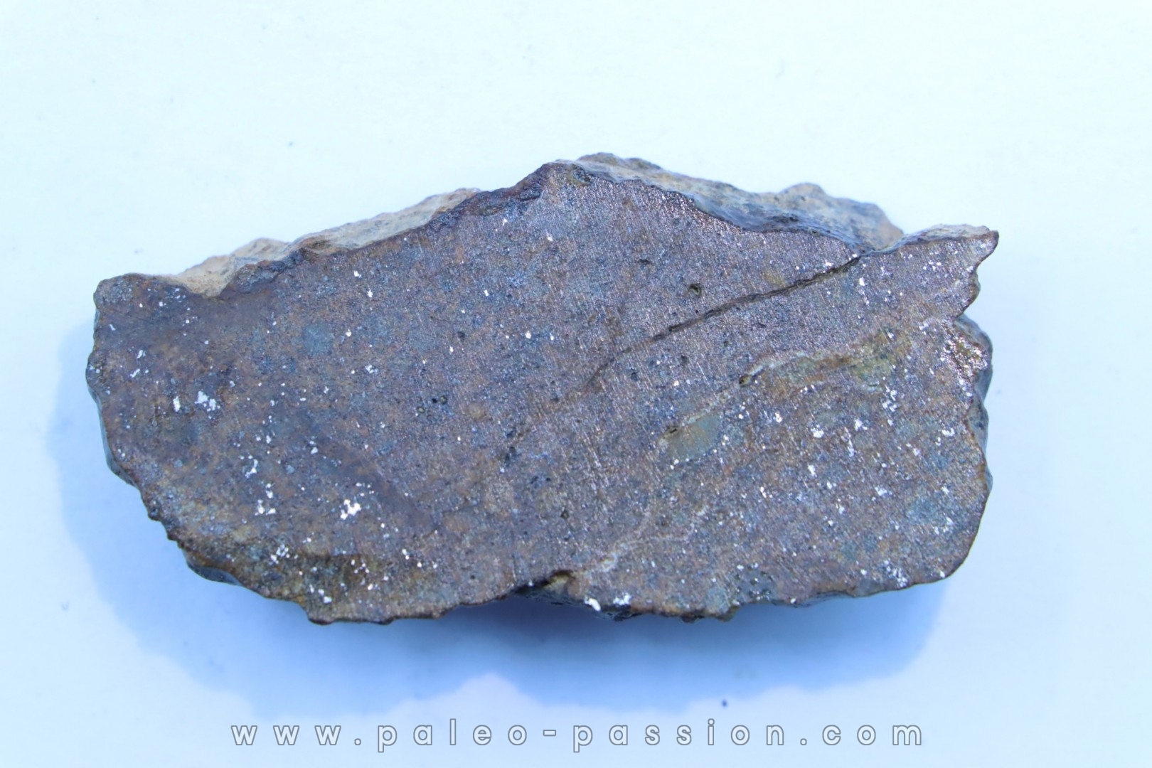 METEORITE slice Ordinary chondrite NWA