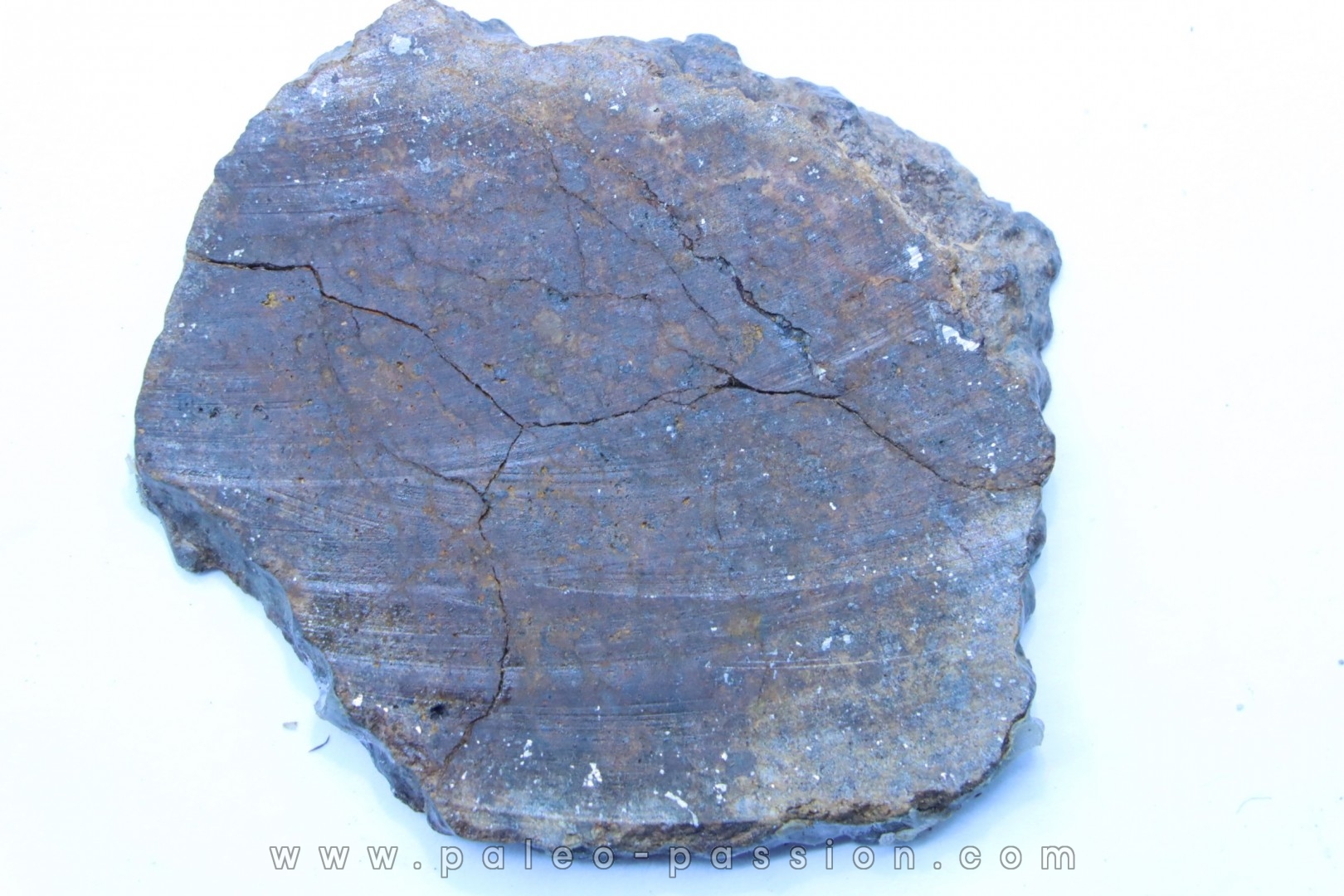METEORITE slice Ordinary chondrite NWA