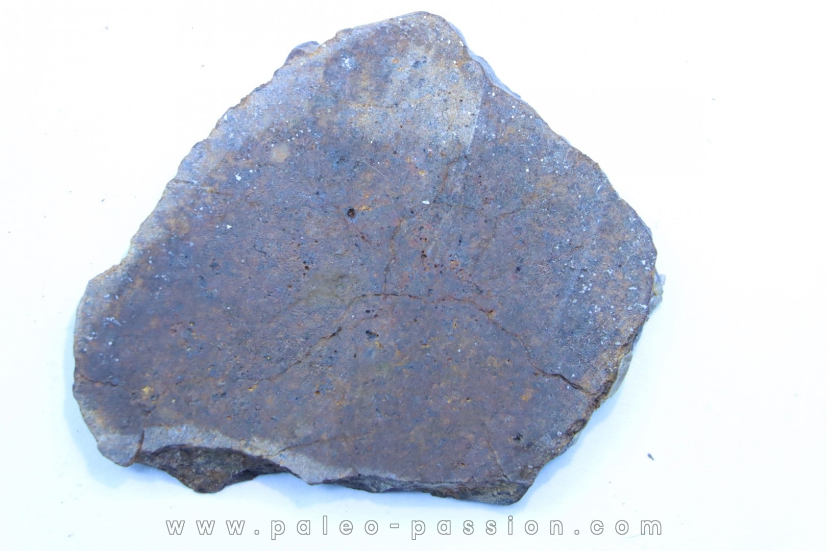 METEORITE slice Ordinary chondrite NWA