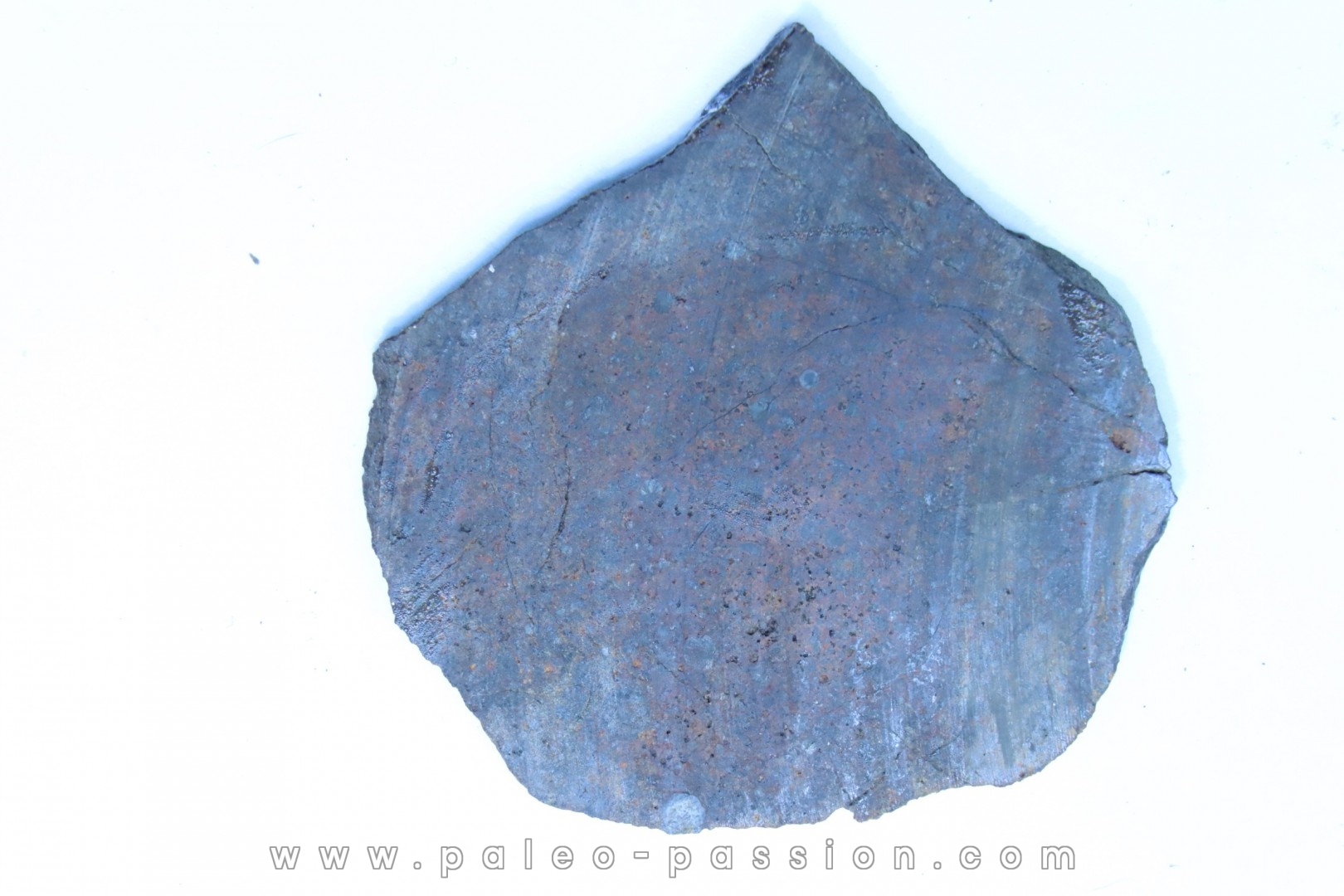 Météorite sciée: CHONDRITE Ordinaire NWA