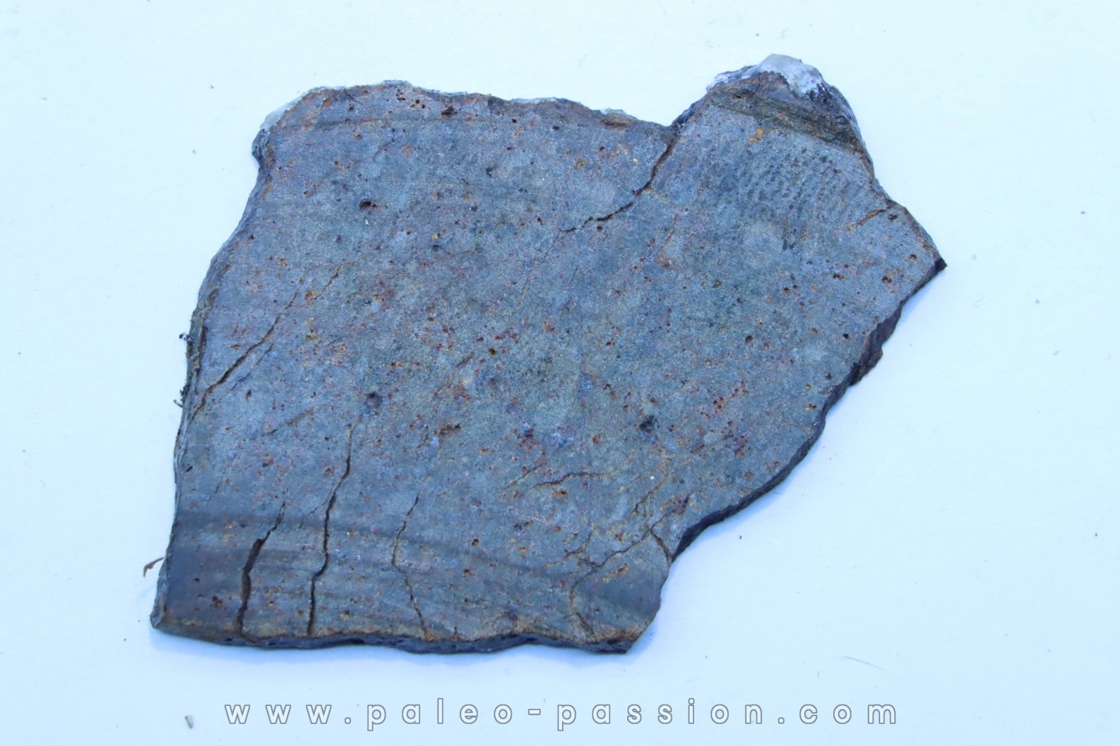 Météorite sciée: CHONDRITE Ordinaire NWA