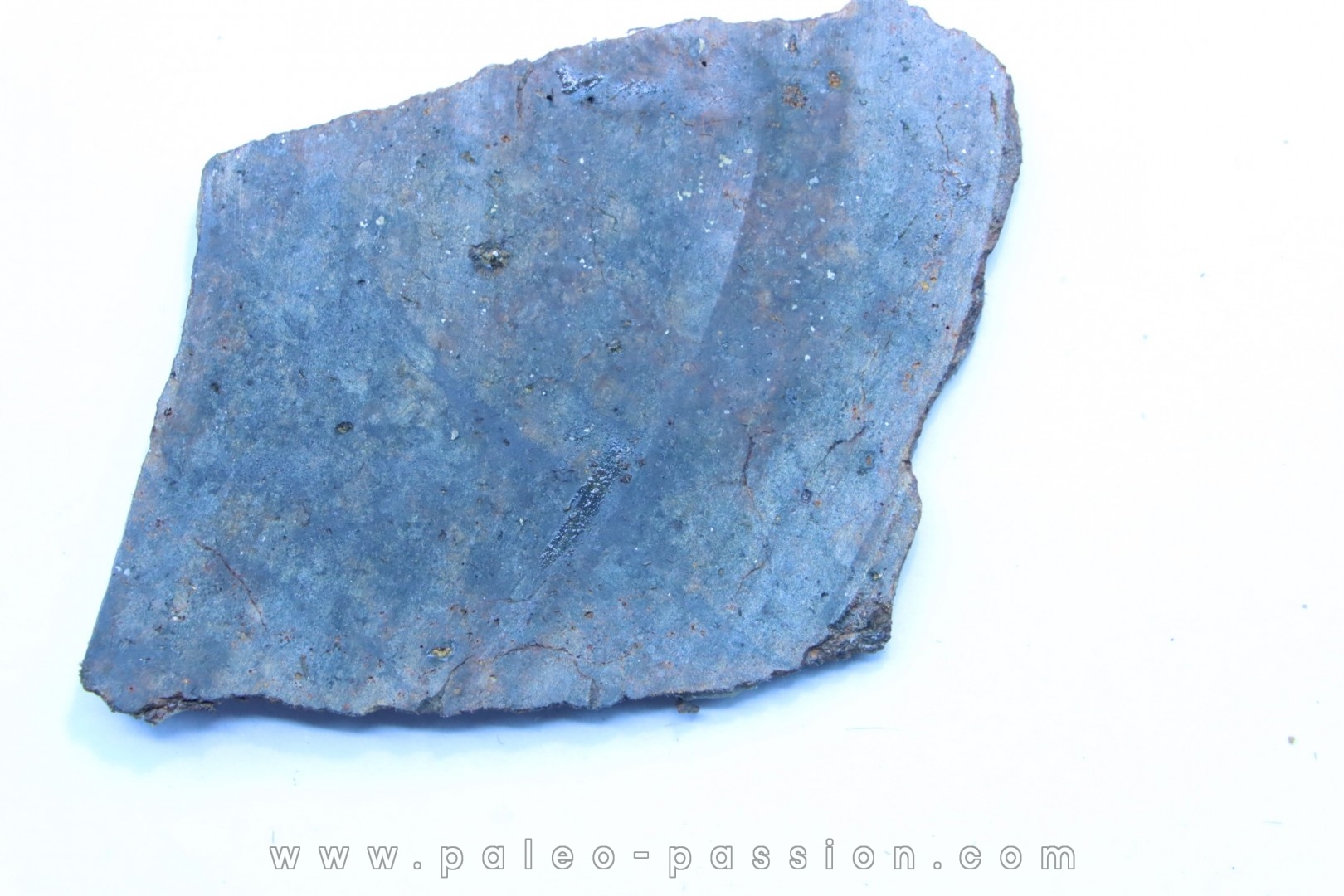 Météorite sciée: CHONDRITE Ordinaire NWA